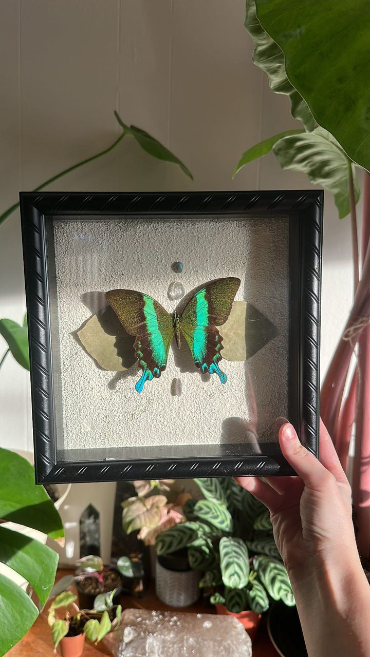Turquoise MORPHO butterfly